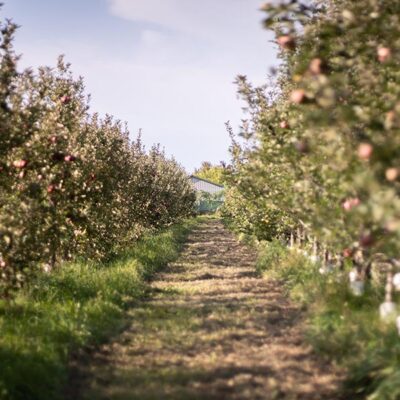 Cider Farm FULL SHARE