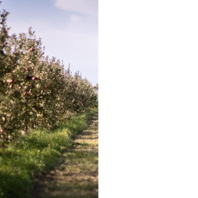 Cider Farm HALF SHARE