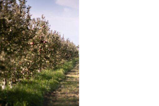 Cider Farm HALF SHARE