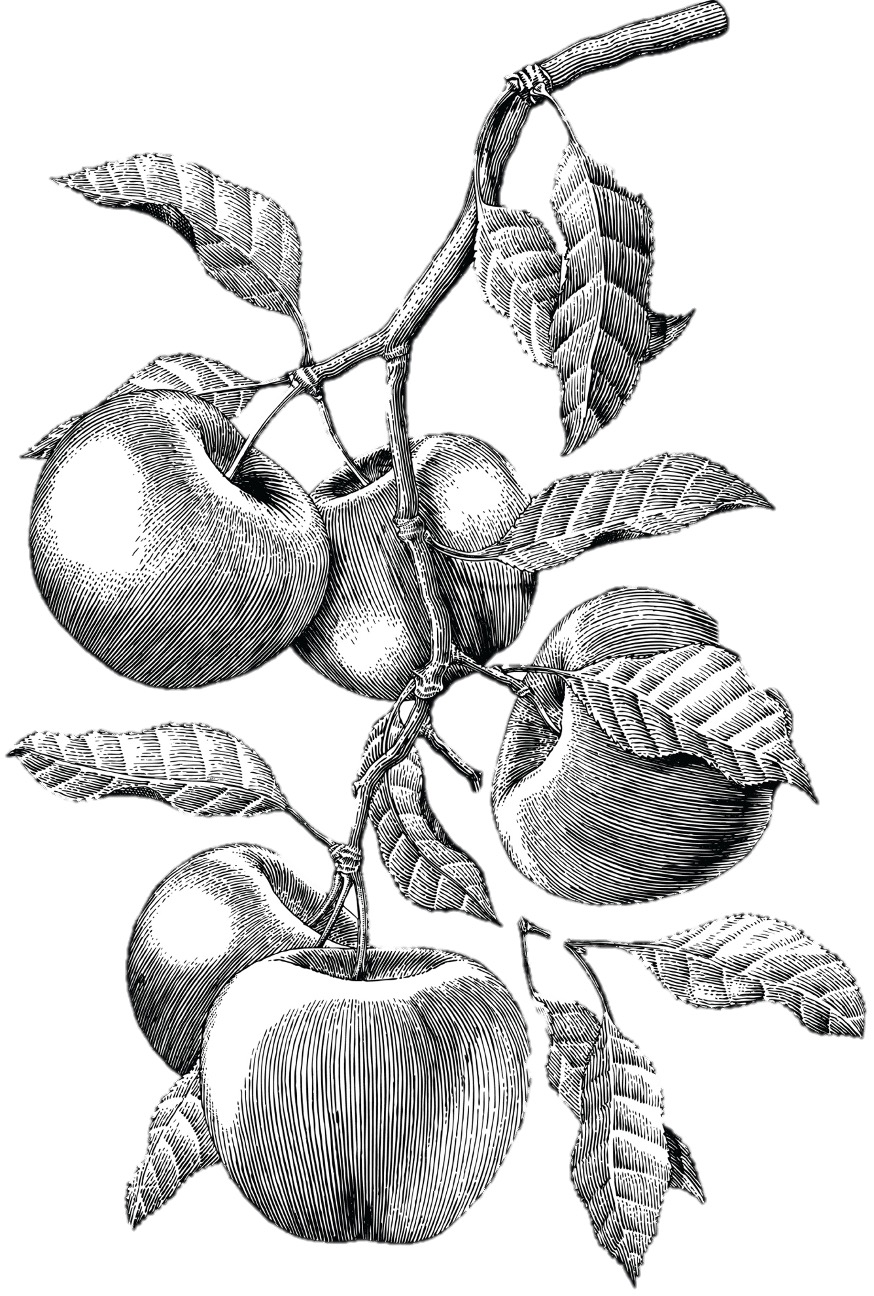 Apple branch